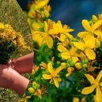 Лікувальні властивості звіробою: природна аптека у вас вдома