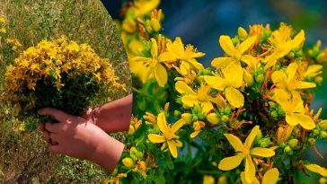 Лікувальні властивості звіробою: природна аптека у вас вдома