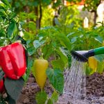 Мої перці – предмет заздрощів на весь город! Секрет у простому, але потужному розчині