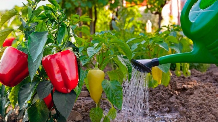 Мої перці – предмет заздрощів на весь город! Секрет у простому, але потужному розчині