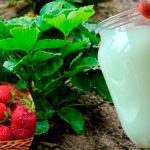 Після весняних холодів обробіть рослини цією сумішшю — полуниця оживе на очах