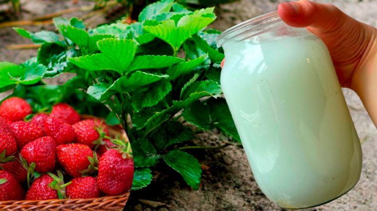 Після весняних холодів обробіть рослини цією сумішшю — полуниця оживе на очах