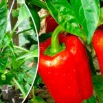 Чому у перцю скручується листя човником і що робити городникам-початківцям