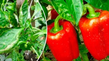 Чому у перцю скручується листя човником і що робити городникам-початківцям