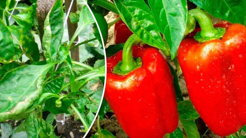Чому у перцю скручується листя човником і що робити городникам-початківцям