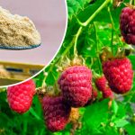 Щороку збираю щедрий урожай малини. А все завдяки звичайній гірчиці!