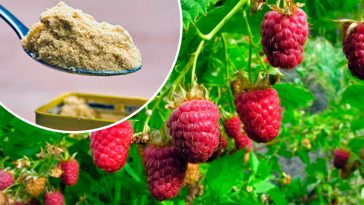 Щороку збираю щедрий урожай малини. А все завдяки звичайній гірчиці!