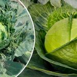 На моїй капусті — жодного шкідника! Усе завдяки простому засобу з аптеки