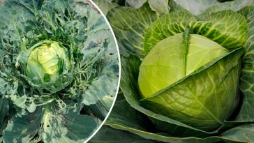 На моїй капусті — жодного шкідника! Усе завдяки простому засобу з аптеки