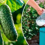 Незвичний, але дієвий метод підвищення врожайності огірків