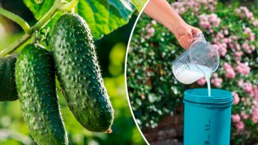 Незвичний, але дієвий метод підвищення врожайності огірків