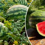 Як виростити смачні та солодкі кавуни: поради для городників