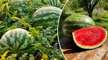 Як виростити смачні та солодкі кавуни: поради для городників