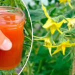 Підживіть помідори під час цвітіння — і отримаєте рясний, солодкий урожай!