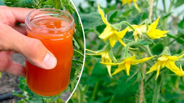 Підживіть помідори під час цвітіння — і отримаєте рясний, солодкий урожай!