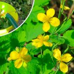 Чому дачники не виполюють чистотіл: 3 способи застосування цієї недооціненої рослини