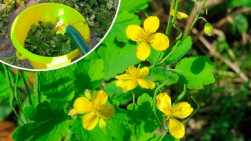 Чому дачники не виполюють чистотіл: 3 способи застосування цієї недооціненої рослини