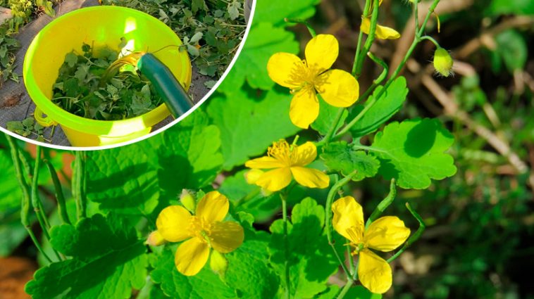 Чому дачники не виполюють чистотіл: 3 способи застосування цієї недооціненої рослини