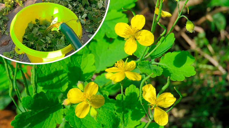 Чому дачники не виполюють чистотіл: 3 способи застосування цієї недооціненої рослини