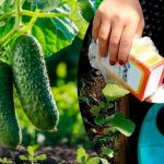 Результат вас приємно здивує! Поливайте огірки содовим розчином — ось як правильно його приготувати