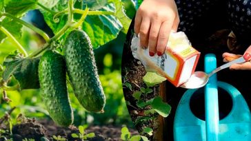 Результат вас приємно здивує! Поливайте огірки содовим розчином — ось як правильно його приготувати