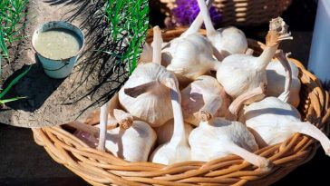 Чим підживити часник за місяць до збирання, щоб головки стали більшими