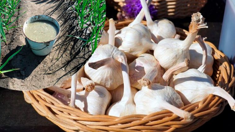 Чим підживити часник за місяць до збирання, щоб головки стали більшими