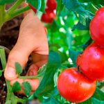 Яке листя на помідорах варто видаляти, а яке залишити: головні поради городникам