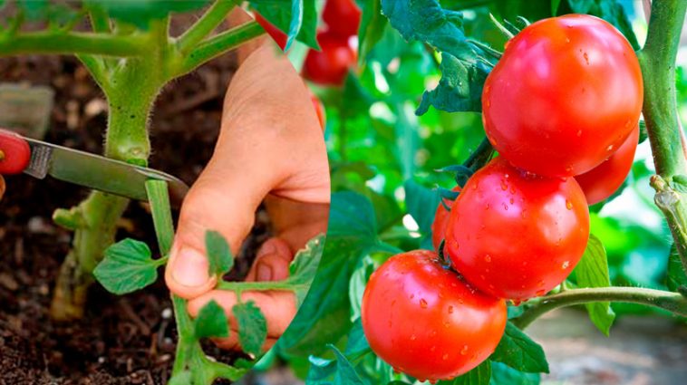 Яке листя на помідорах варто видаляти, а яке залишити: головні поради городникам