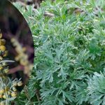 ПОЛИН — не бур’ян, а цілюща сила природи