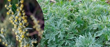 ПОЛИН — не бур’ян, а цілюща сила природи