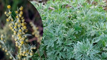 ПОЛИН — не бур’ян, а цілюща сила природи