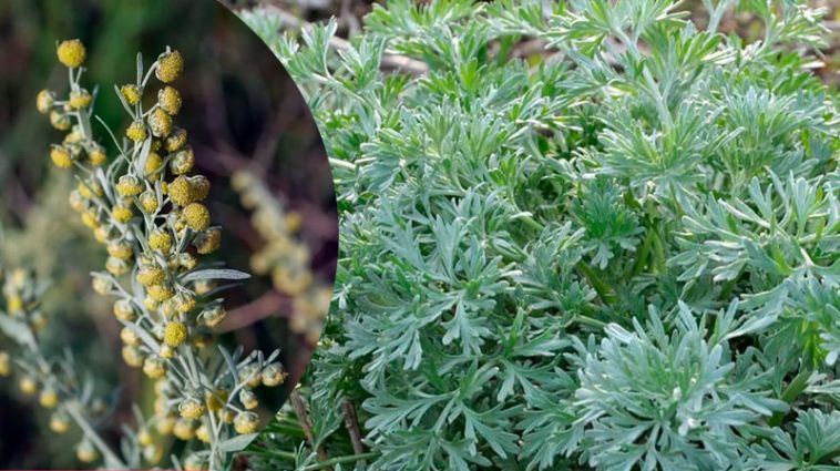 ПОЛИН — не бур’ян, а цілюща сила природи