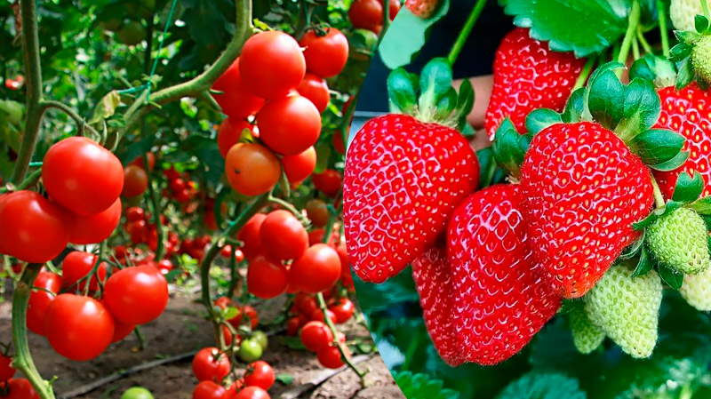 Домашнє калійне добриво для щедрого врожаю полуниць та помідорів — безкоштовно та ефективно!