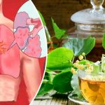 Липа — природне джерело здоров’я