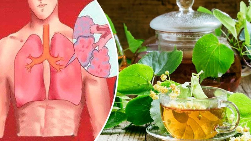 Липа — природне джерело здоров’я