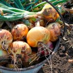 Чому цибуля гниє ще на грядці: 5 частих причин і як уникнути втрати врожаю