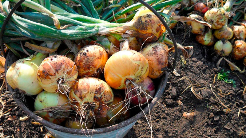 Чому цибуля гниє ще на грядці: 5 частих причин і як уникнути втрати врожаю