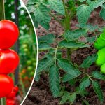 Листкове підживлення томатів: значне підвищення врожайності + захист від фітофтори
