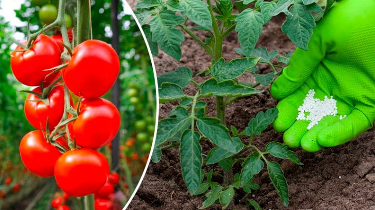 Листкове підживлення томатів: значне підвищення врожайності + захист від фітофтори