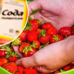 Навіщо мити полуницю з содою і як робити це правильно