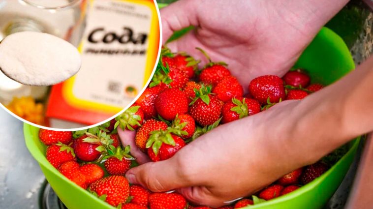 Навіщо мити полуницю з содою і як робити це правильно