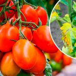 Чому жовтіє листя помідорів і як цього уникнути, щоб не втратити врожай