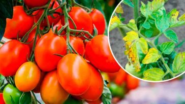 Чому жовтіє листя помідорів і як цього уникнути, щоб не втратити врожай