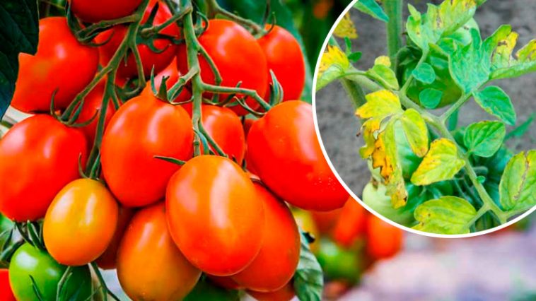 Чому жовтіє листя помідорів і як цього уникнути, щоб не втратити врожай