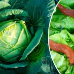 Натуральний захист від слимаків, равликів, гусені та блішок — перевірено роками