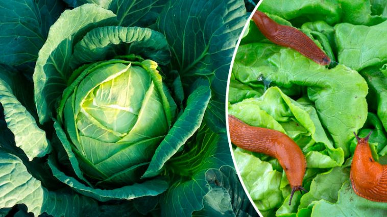 Натуральний захист від слимаків, равликів, гусені та блішок — перевірено роками