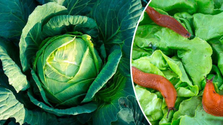 Натуральний захист від слимаків, равликів, гусені та блішок — перевірено роками