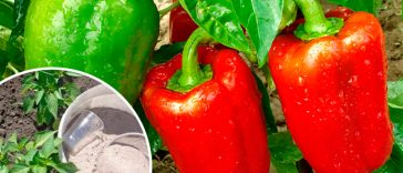 Чому в червні важливо підживити перець крейдою: порада досвідчених городників