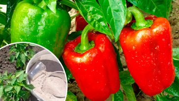 Чому в червні важливо підживити перець крейдою: порада досвідчених городників